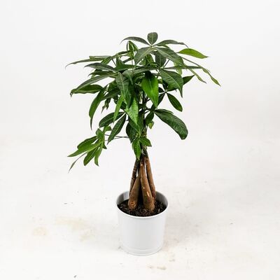 Pachira Aquatica-Mini Örgülü Para Ağacı 40-50 Cm Beyaz Dekoratif Saksılı - 2