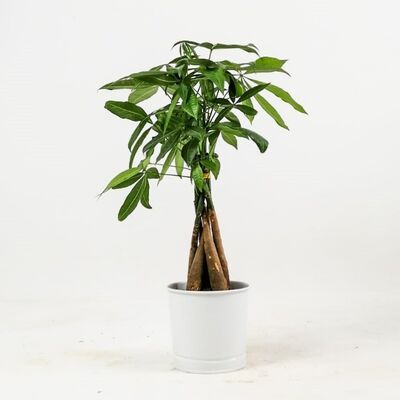 Pachira Aquatica-Mini Örgülü Para Ağacı 40-50 Cm Beyaz Dekoratif Saksılı - 1