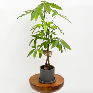 Fidan Burada - Pachira Aquatica - Ruby Gri Saksılı Mini Para Ağacı 30-40cm