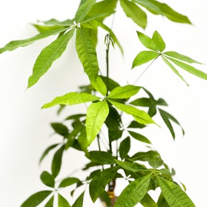 Pachira Aquatica - Ruby Yeşil Saksılı Mini Para Ağacı 30-40cm - Thumbnail