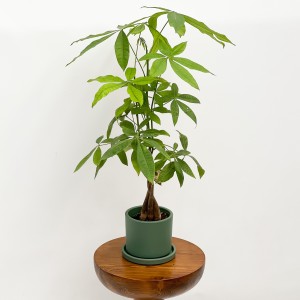 Fidan Burada - Pachira Aquatica - Ruby Yeşil Saksılı Mini Para Ağacı 30-40cm