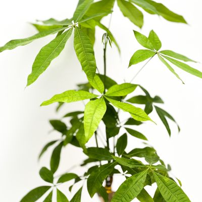 Pachira Aquatica - Ruby Yeşil Saksılı Örgülü Para Ağacı - 2