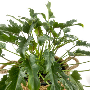 Philodendron Xanadu Basic Hasır Saksılı 50-70cm - 3