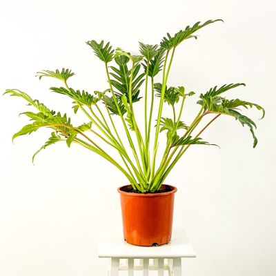 Philodendron Xanadu 50-70cm - 1