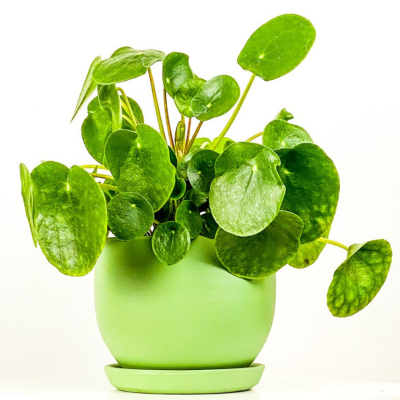 Pilea Peperomioides Mint Yeşili Curvy Saksılı - Çin Para Bitkisi - 1