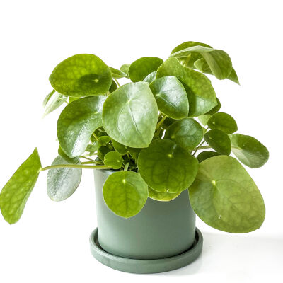 Pilea Peperomioides Mint Yeşili Ruby Saksılı - Çin Para Bitkisi - 1