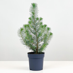 Pinus Pinea ( Sılver Crest ) - Fıstık Çamı - Fidan Burada