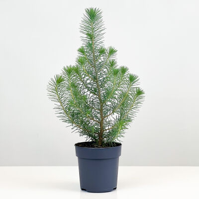 Pinus Pinea ( Sılver Crest ) - Fıstık Çamı - 1