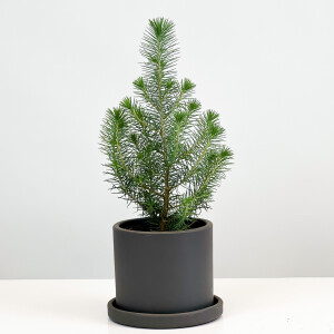 Pinus Pinea ( Sılver Crest ) - Fıstık Çamı - Antrasit Ruby Saksılı - Fidan Burada
