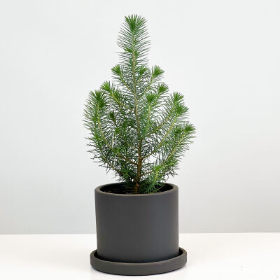 Pinus Pinea ( Sılver Crest ) - Fıstık Çamı - Antrasit Ruby Saksılı - 1
