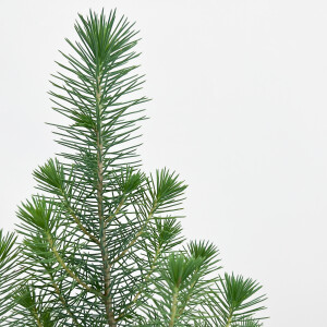Pinus Pinea ( Sılver Crest ) - Fıstık Çamı - Antrasit Ruby Saksılı - 2