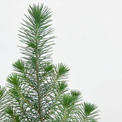 Pinus Pinea ( Sılver Crest ) - Fıstık Çamı - Antrasit Ruby Saksılı - 2