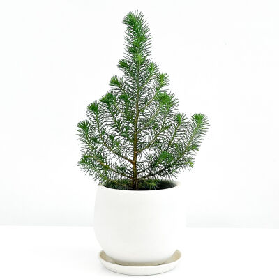 Pinus Pinea ( Sılver Crest ) - Fıstık Çamı - Beyaz Curvy Saksılı - 1