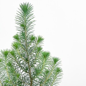 Pinus Pinea ( Sılver Crest ) - Fıstık Çamı - Beyaz Curvy Saksılı - 2