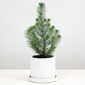 Pinus Pinea ( Sılver Crest ) - Fıstık Çamı - Beyaz Ruby Saksılı - 1