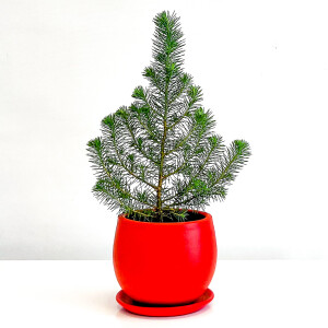 Pinus Pinea ( Sılver Crest ) - Fıstık Çamı - Kırmızı Curvy Saksılı - 1