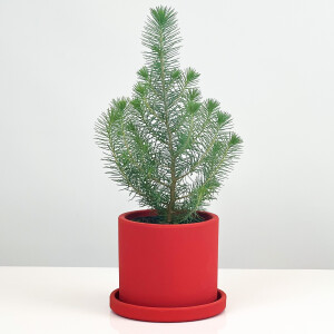 Pinus Pinea ( Sılver Crest ) - Fıstık Çamı - Kırmızı Ruby Saksılı - 1