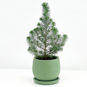 Pinus Pinea ( Sılver Crest ) - Fıstık Çamı - Mint Yeşili Curvy Saksılı - Fidan Burada