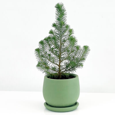 Pinus Pinea ( Sılver Crest ) - Fıstık Çamı - Mint Yeşili Curvy Saksılı - 1