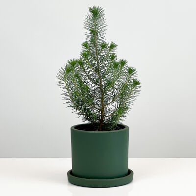 Pinus Pinea ( Sılver Crest ) - Fıstık Çamı - Mint Yeşili Ruby Saksılı - 1