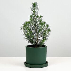 Pinus Pinea ( Sılver Crest ) - Fıstık Çamı - Mint Yeşili Ruby Saksılı - Fidan Burada