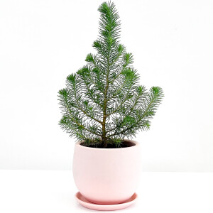 Pinus Pinea ( Sılver Crest ) - Fıstık Çamı - Pembe Curvy Saksılı - 1