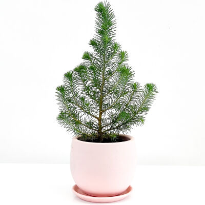 Pinus Pinea ( Sılver Crest ) - Fıstık Çamı - Pembe Curvy Saksılı - 1