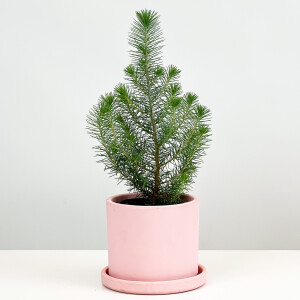 Pinus Pinea ( Sılver Crest ) - Fıstık Çamı - Pembe Ruby Saksılı - 1