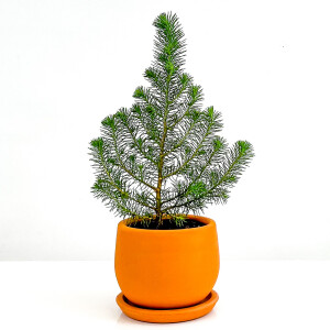 Pinus Pinea ( Sılver Crest ) - Fıstık Çamı - Terra Cotta Curvy Saksılı - 1