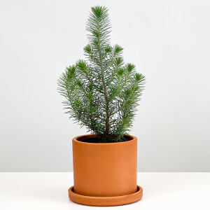 Pinus Pinea ( Sılver Crest ) - Fıstık Çamı - Terra Cotta Ruby Saksılı - 1