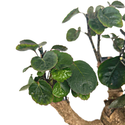 Polyscias Scutellaria Fabian Bonsai - Yeşil Curvy Saksılı - 2