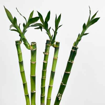 Şans Bambusu Küçük Vazolu 5′li Set - Düz - 2