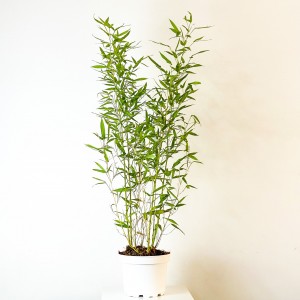 Sarı Bambu (Bambusa Aurea) 80-100cm - Fidan Burada