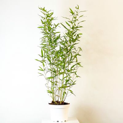 Sarı Bambu (Bambusa Aurea) 80-100cm - 1