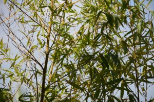SARI BAMBU (Bambusa Aurea) - Thumbnail
