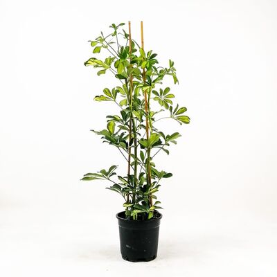 Şeflera-Schefflera arboricola (Gold Capella)2 Dallı - 80-100 cm - 1