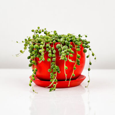 Senecio Rowleyanus - Tesbih Çiçeği Curvy Kırmızı Saksılı - 1