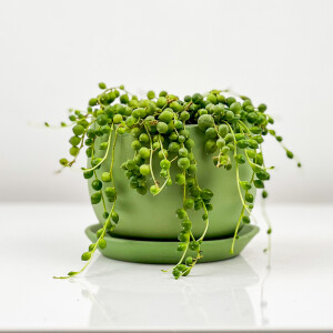 Senecio Rowleyanus - Tesbih Çiçeği Curvy Yeşil Saksılı - Fidan Burada