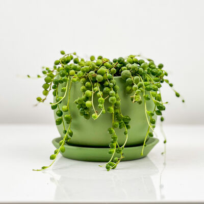 Senecio Rowleyanus - Tesbih Çiçeği Curvy Yeşil Saksılı - 1