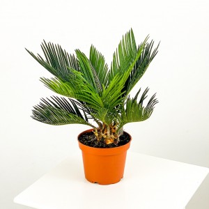 SİKAS - Cycas Revoluta -Japon sago palmiyesi 30-40 Cm - Fidan Burada