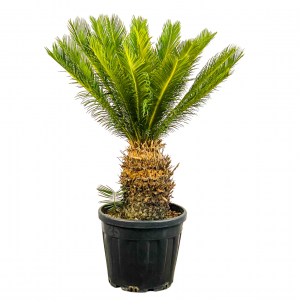 SİKAS - Japon sago palmiyesi (Cycas) 120cm - Fidan Burada
