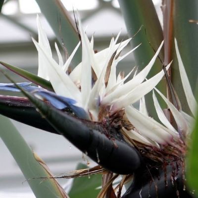 Starliçe - Beyaz Cennet Kuşu - 140-160cm - (Strelitzia Nicolai) - 3