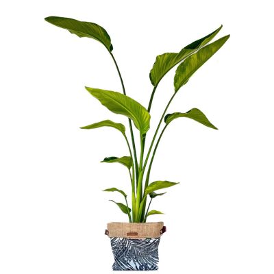 Starliçe - Beyaz Cennet Kuşu - (Strelitzia Nicolai) Black Palm Desenli Plant Basket 120-140 cm - 1