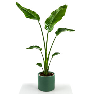 Starliçe Nicolai (Strelitzia nicolai) - Ruby Mint Yeşili Saksılı 100-120cm - Fidan Burada
