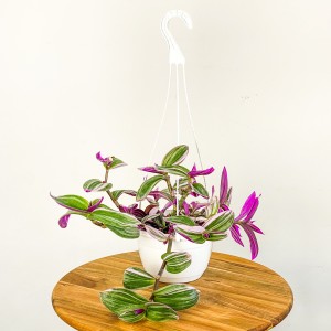 Pembe Telgraf Çiçeği Askılı Saksıda - Tradescantia Nanouk - Fidan Burada