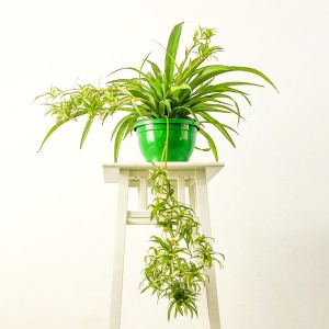 Beyaz Saksılı - Askılı Kurdele Çiçeği - Chlorophytum Comosum Hawaii - 4