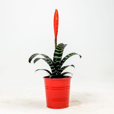 Vriesea Era - Kırmızı Dekoratif Saksılı - Ateş Kılıcı Çiçeği - 1