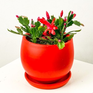 Fidan Burada - Yılbaşı Çiçeği Kırmızı Curvy Saksılı - Schlumbergera