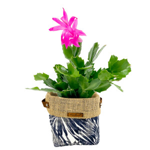 Yılbaşı Çiçeği- Schlumbergera - Yılbaşı Kaktüsü - Black Palm Desenli Plant Basket - Fidan Burada