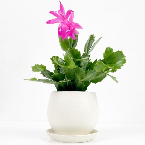 Fidan Burada - Yılbaşı Çiçeği- Schlumbergera - Yılbaşı Kaktüsü Curvy Beyaz Saksılı